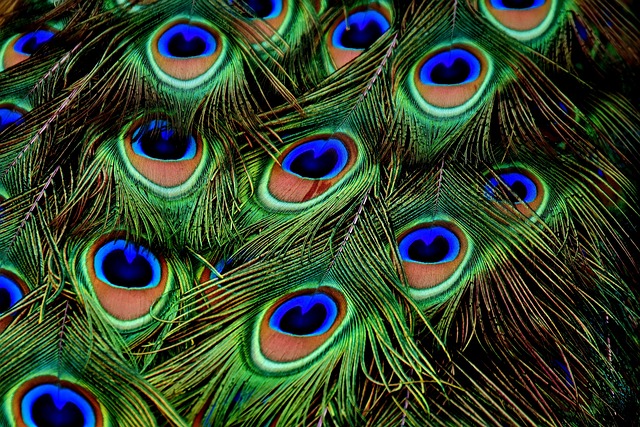 Ørnenæbbets farverige verden: Fra regnbuefarver til camouflage