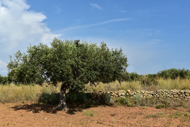 Sådan dyrker du oliventræer i din have